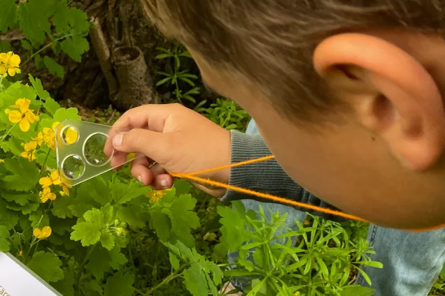 pojke tittar på växten skelört genom förstoringsglas