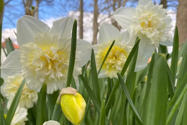 närbild av blommande narcisser med blå himmel och nakna grenar i bakgrunden